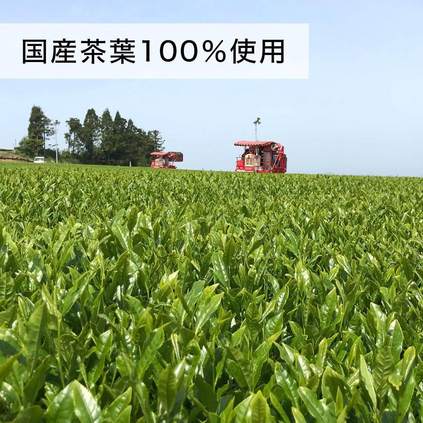 Itoen Oi Ocha Pure Green Tea 600ml